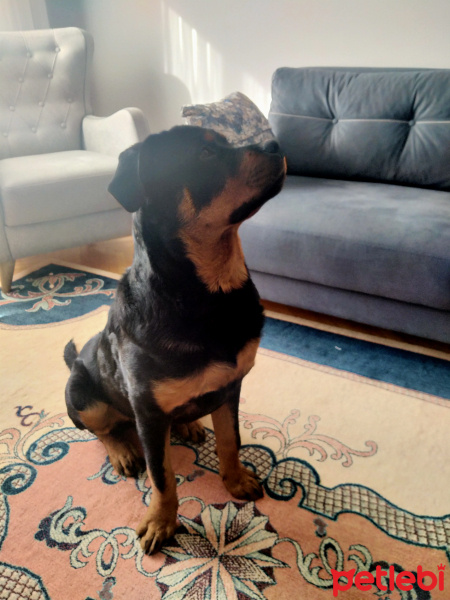 Rottweiler, Köpek  Pars fotoğrafı