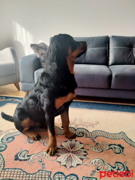 Rottweiler, Köpek  Pars fotoğrafı