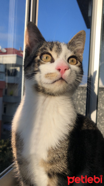 Tekir Kedi, Kedi  Leo fotoğrafı
