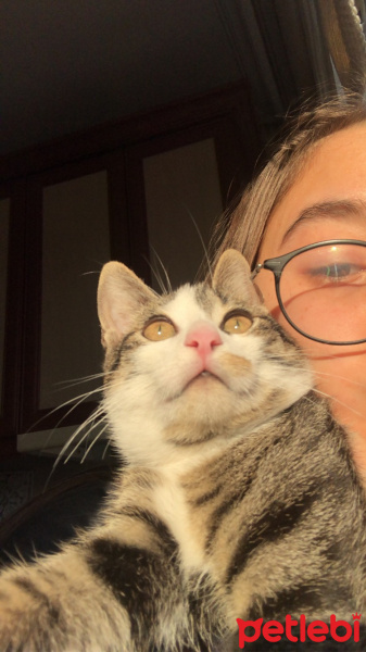 Tekir Kedi, Kedi  Leo fotoğrafı
