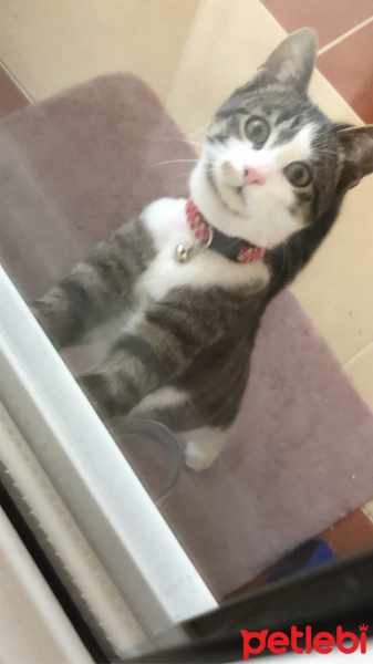 Tekir Kedi, Kedi  Leo fotoğrafı