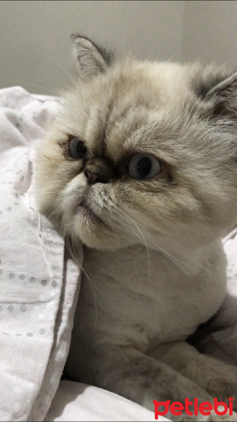 İran Kedisi (Persian), Kedi  Duman fotoğrafı