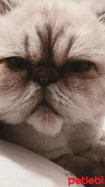 İran Kedisi (Persian), Kedi  Duman fotoğrafı