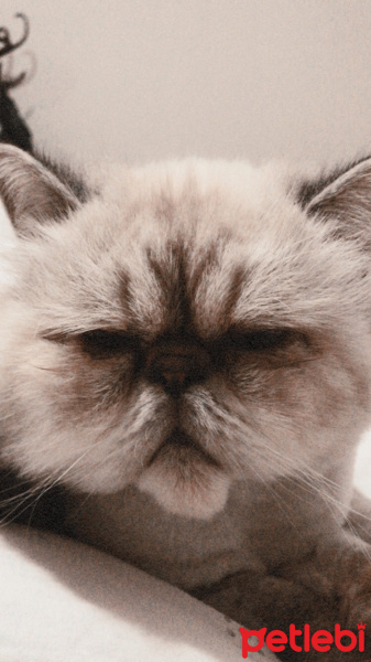 İran Kedisi (Persian), Kedi  Duman fotoğrafı