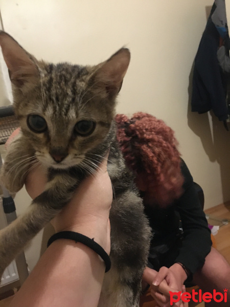 Tekir Kedi, Kedi  Limos fotoğrafı