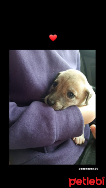 Sokö (Sokak Köpeği), Köpek  Pato fotoğrafı