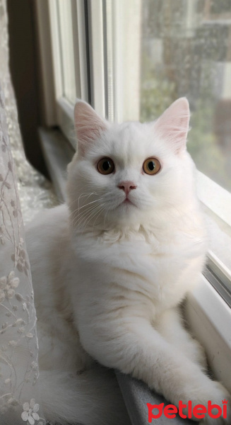 British Shorthair, Kedi  PARS fotoğrafı