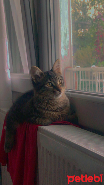 Tekir Kedi, Kedi  Ares fotoğrafı