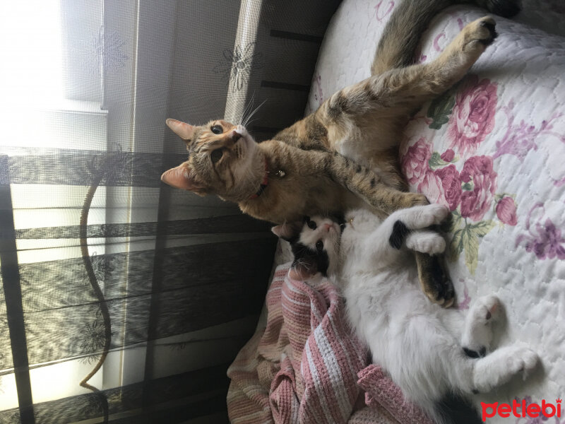 Tekir Kedi, Kedi  Şeftali fotoğrafı