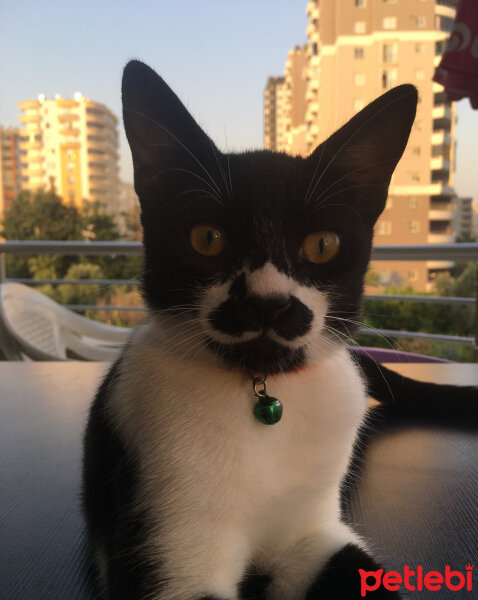 Tekir Kedi, Kedi  Ateş fotoğrafı