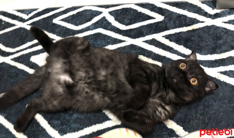 British Shorthair, Kedi  Mars fotoğrafı