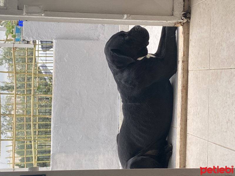 Cane Corso Italiano, Köpek  Axis fotoğrafı