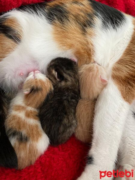 Ankara Kedisi, Kedi  Çakıl fotoğrafı