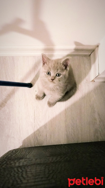 British Shorthair, Kedi  Simon fotoğrafı
