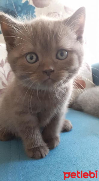 British Shorthair, Kedi  Pablo fotoğrafı