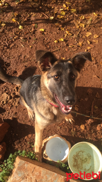 Alman Çoban Köpeği, Köpek  Mişa fotoğrafı