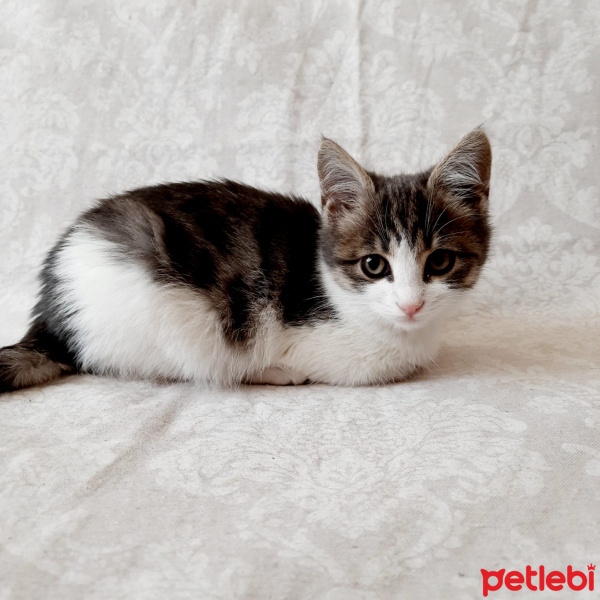 Tekir Kedi, Kedi  Lila fotoğrafı
