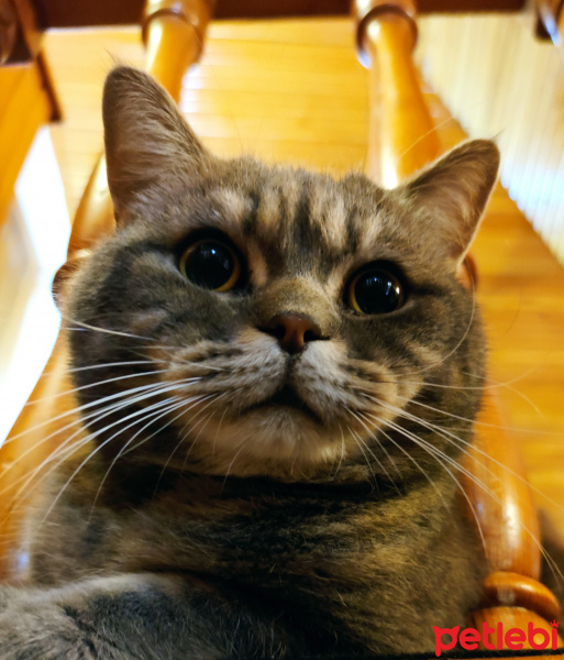 British Shorthair, Kedi  Tospik fotoğrafı