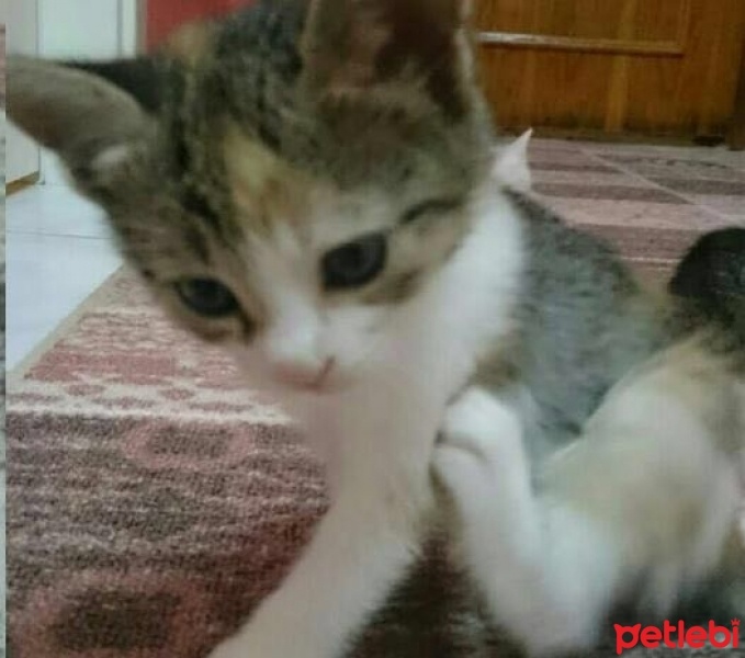 Tekir Kedi, Kedi  avatar fotoğrafı