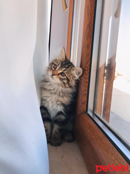 Norwegian Forest, Kedi  Floki fotoğrafı