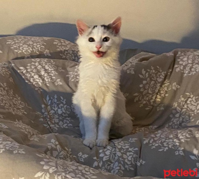 Tekir Kedi, Kedi  Ace of Spades fotoğrafı