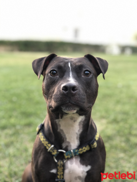 Staffordshire Bull Terrier, Köpek  Zeyna fotoğrafı