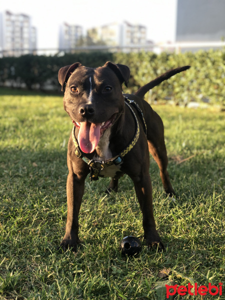 Staffordshire Bull Terrier, Köpek  Zeyna fotoğrafı