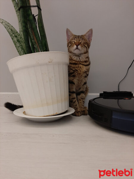 Tekir Kedi, Kedi  AliBadem fotoğrafı