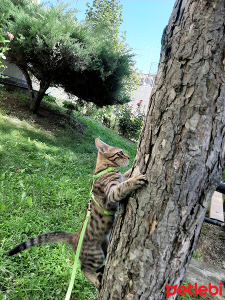 Tekir Kedi, Kedi  AliBadem fotoğrafı