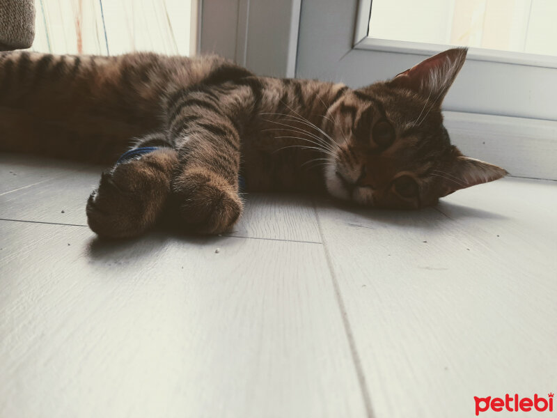 Tekir Kedi, Kedi  AliBadem fotoğrafı