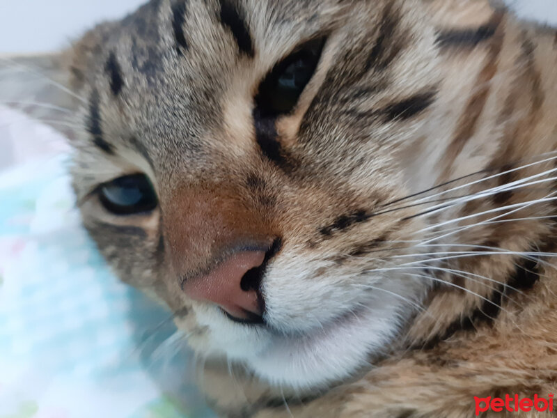 Tekir Kedi, Kedi  AliBadem fotoğrafı