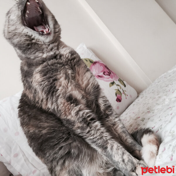 Tekir Kedi, Kedi  Nora fotoğrafı