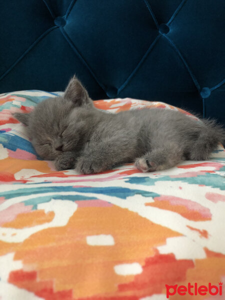 British Shorthair, Kedi  Mia fotoğrafı