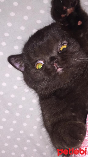 British Shorthair, Kedi  Rocco fotoğrafı