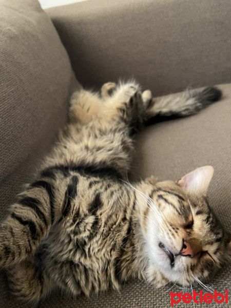 Tekir Kedi, Kedi  leo fotoğrafı