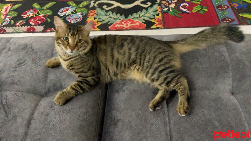 Tekir Kedi, Kedi  leo fotoğrafı