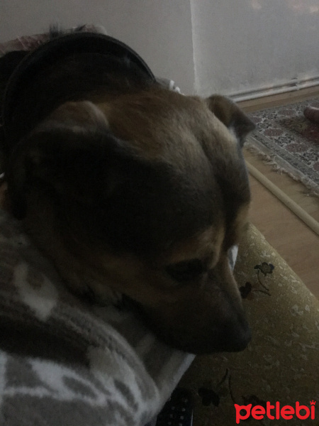 Sokö (Sokak Köpeği), Köpek  Paşa fotoğrafı