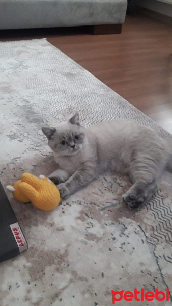 British Shorthair, Kedi  Gümüş fotoğrafı