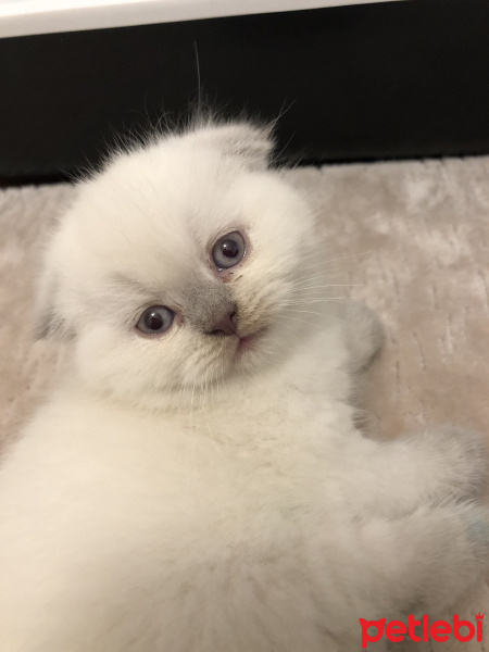 Scottish Fold, Kedi  Sütlaç fotoğrafı