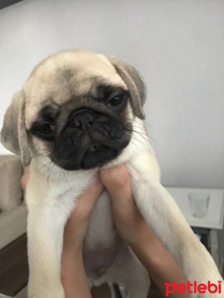 Pug, Köpek  ＰＡＢＬＯ fotoğrafı