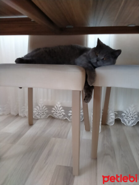 British Shorthair, Kedi  Sezar fotoğrafı