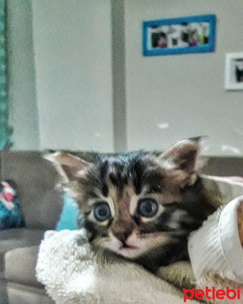 Tekir Kedi, Kedi  Simon fotoğrafı