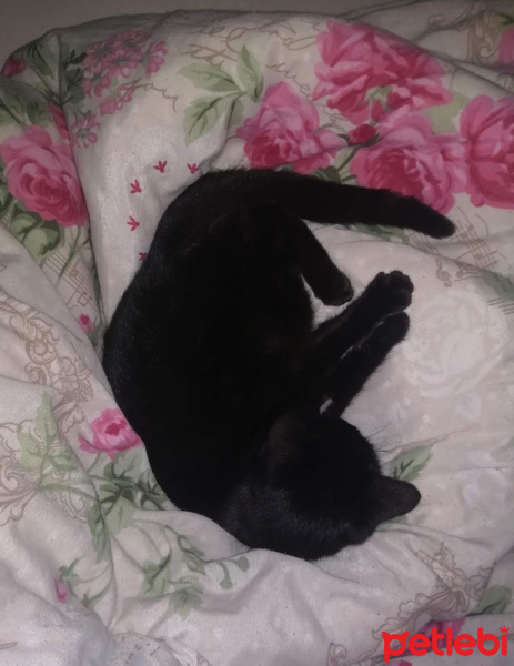 Tekir Kedi, Kedi  Tesla fotoğrafı