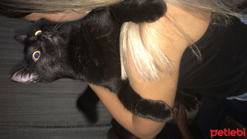 Bombay, Kedi  Gece fotoğrafı