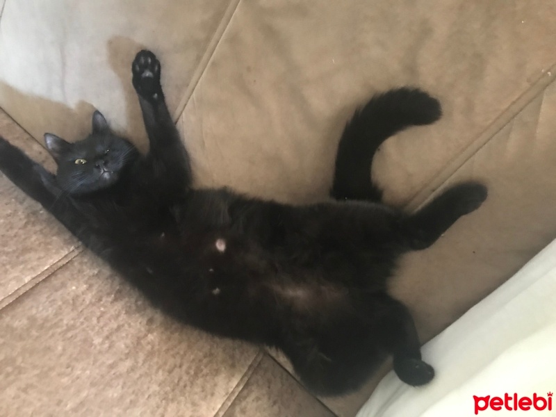 Bombay, Kedi  Gece fotoğrafı