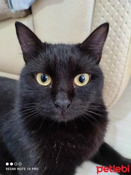 Bombay, Kedi  Gece fotoğrafı