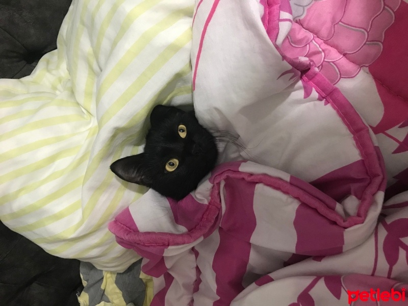 Bombay, Kedi  Gece fotoğrafı