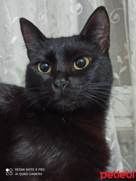 Bombay, Kedi  Gece fotoğrafı