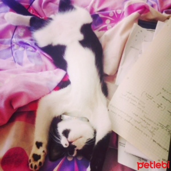 Tuxedo (Smokin) Kedi, Kedi  düşes fotoğrafı