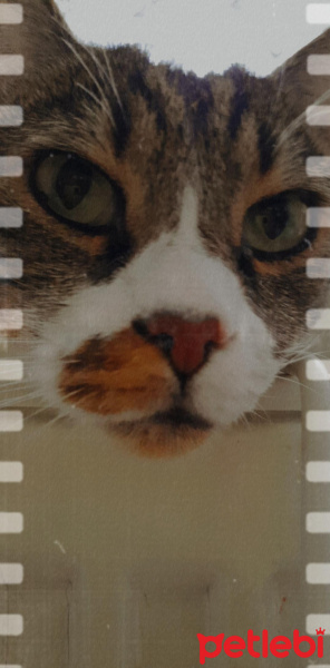 Tekir Kedi, Kedi  güneş fotoğrafı